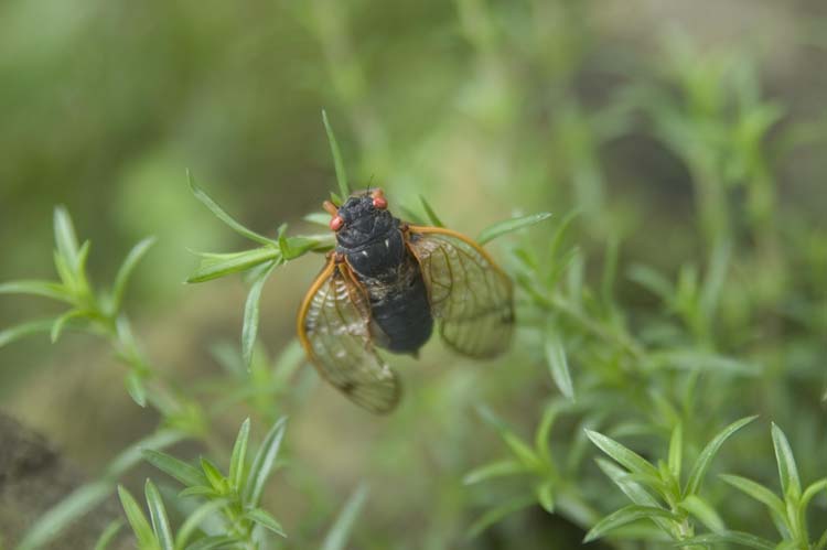 cicada02