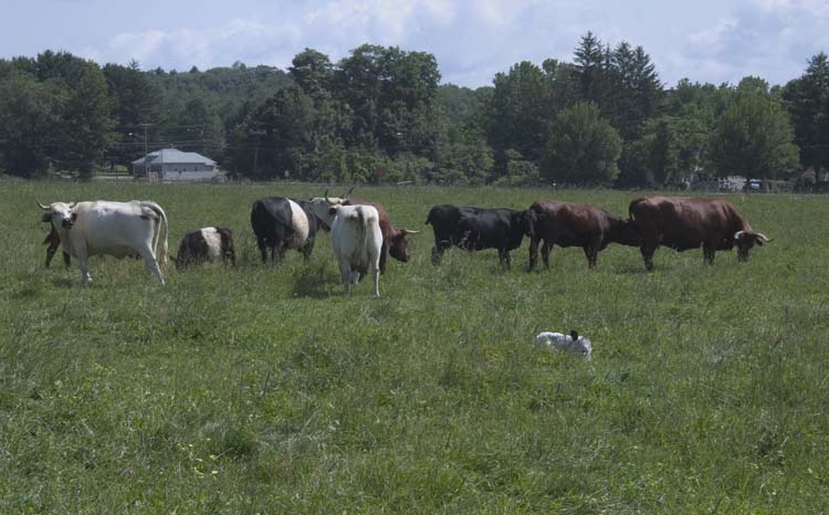 herd