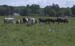 herd